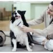 Keeping Your Dog’s Coat Healthy and Your Home Hair-Free