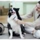 Keeping Your Dog’s Coat Healthy and Your Home Hair-Free