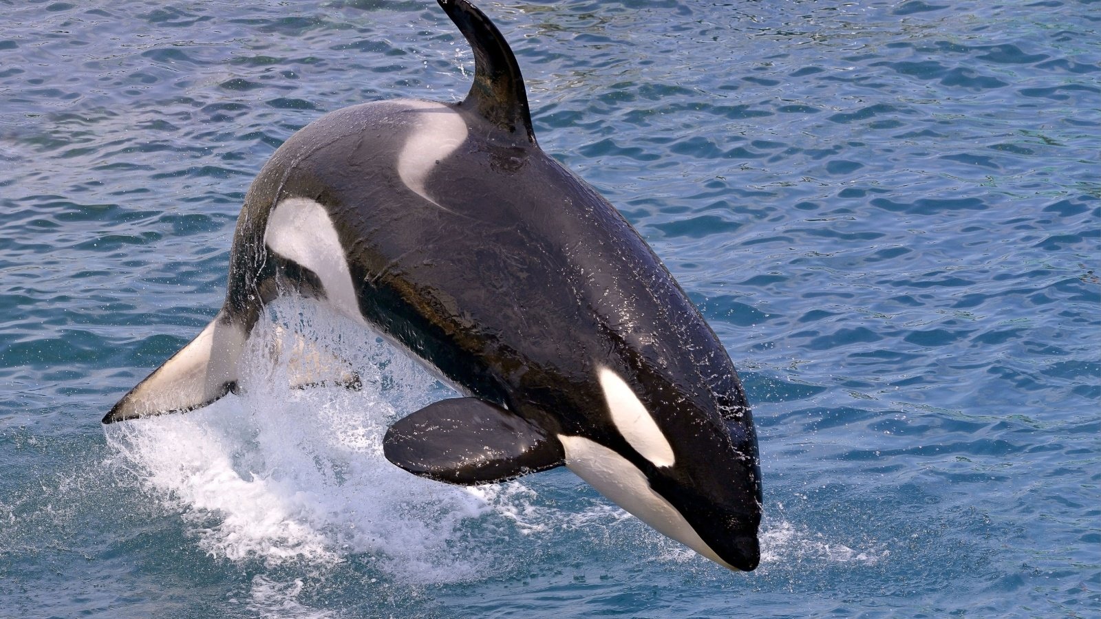 Killer Whale Orca Blackfish Christian Musat Shutterstock