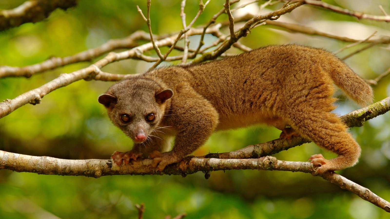 Kinkajou Potos flavus Ondrej Prosicky Shutterstock Kinkajou Potos flavus Ondrej Prosicky Shutterstock