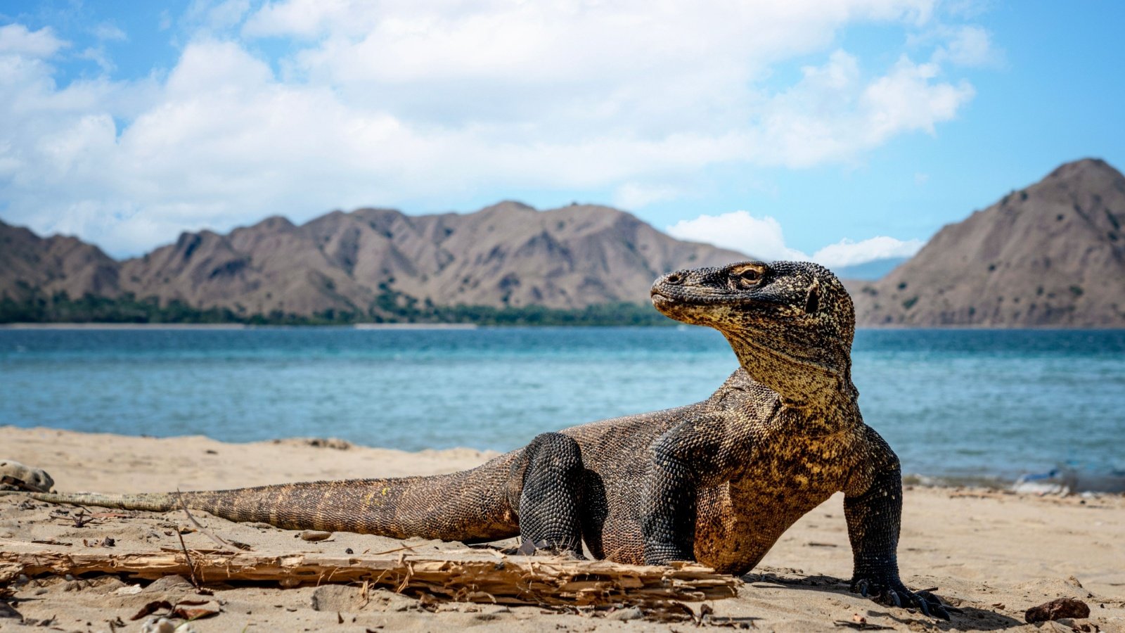 Komodo Dragon miroslav chytil Shutterstock