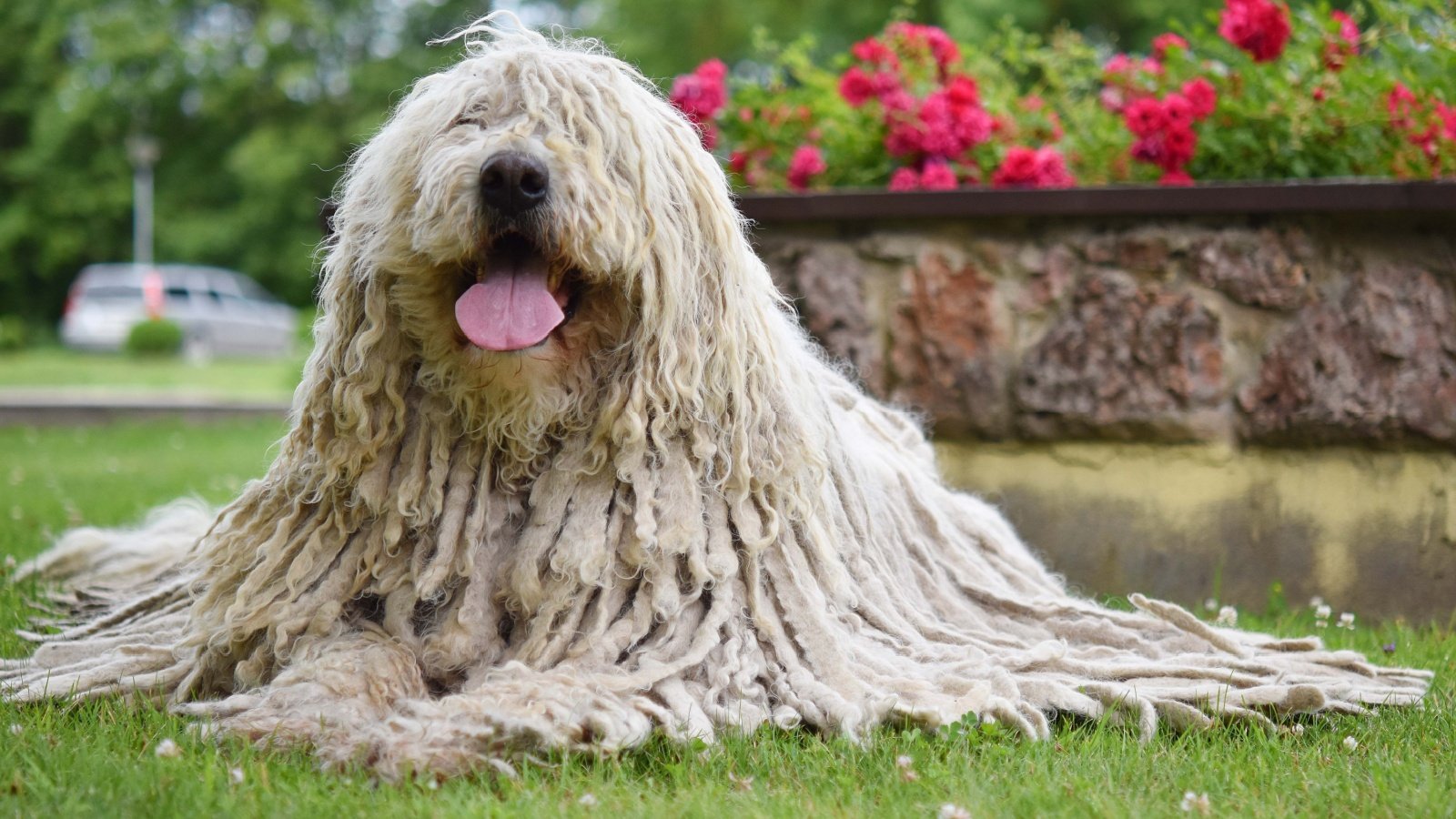 Komondor (Hungarian sheepdog) Everita Pane Shutterstock