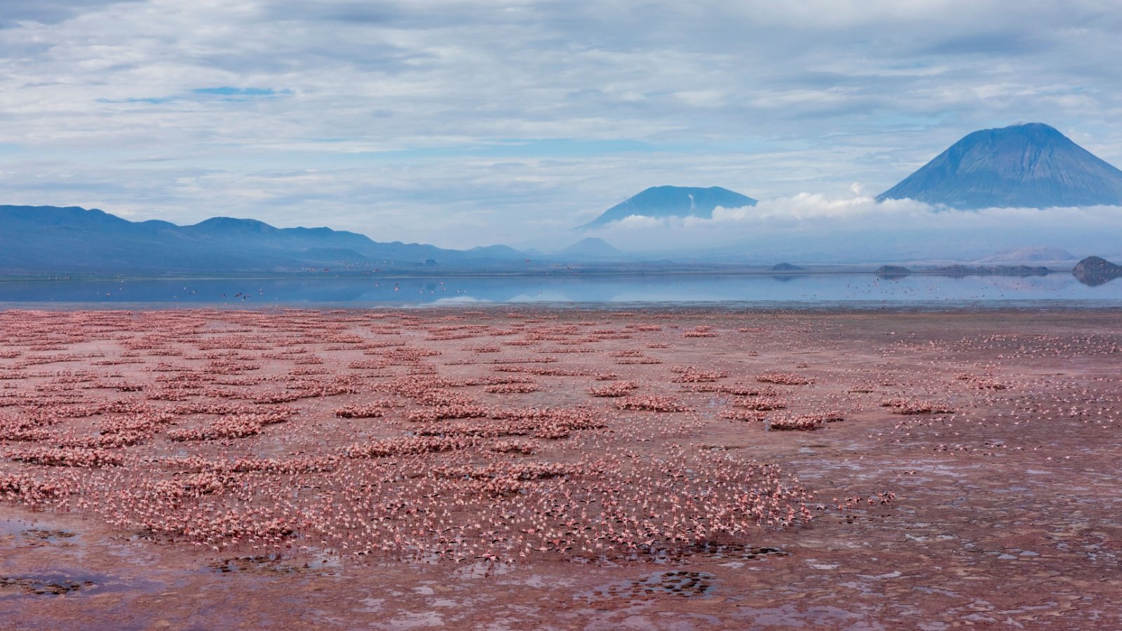 Lake Natron Flamingos Tanzania Africa Danita Delimont Shutterstock