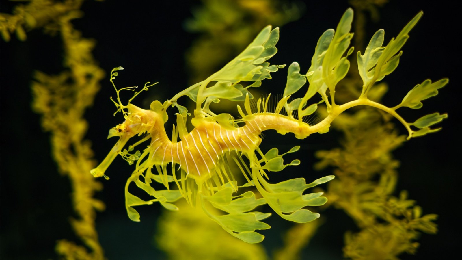 Leafy Seadragon seahorse marine fish underwater ocean animal Dmitry Rukhlenko Shutterstock