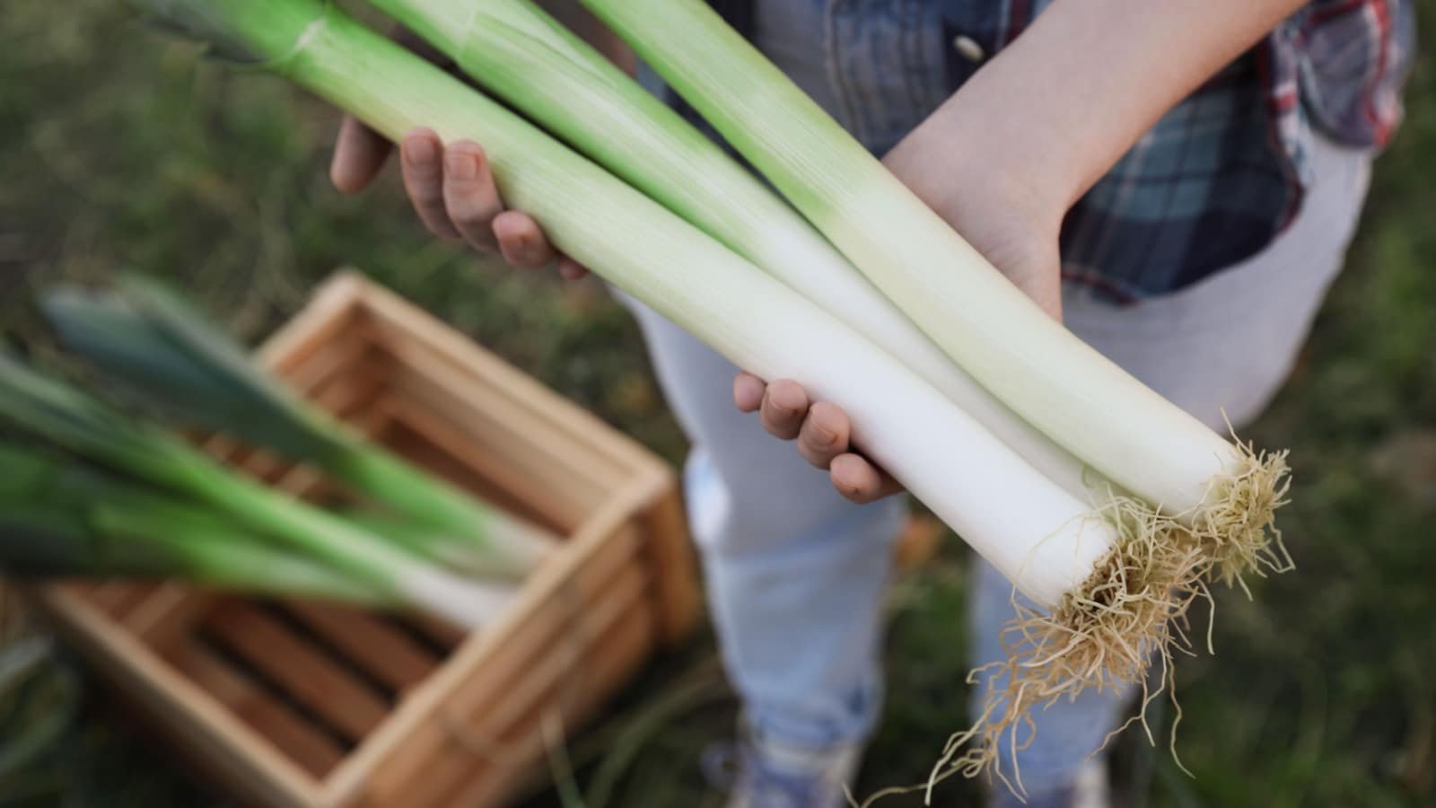 Leeks vegetables garden New Africa Shutterstock