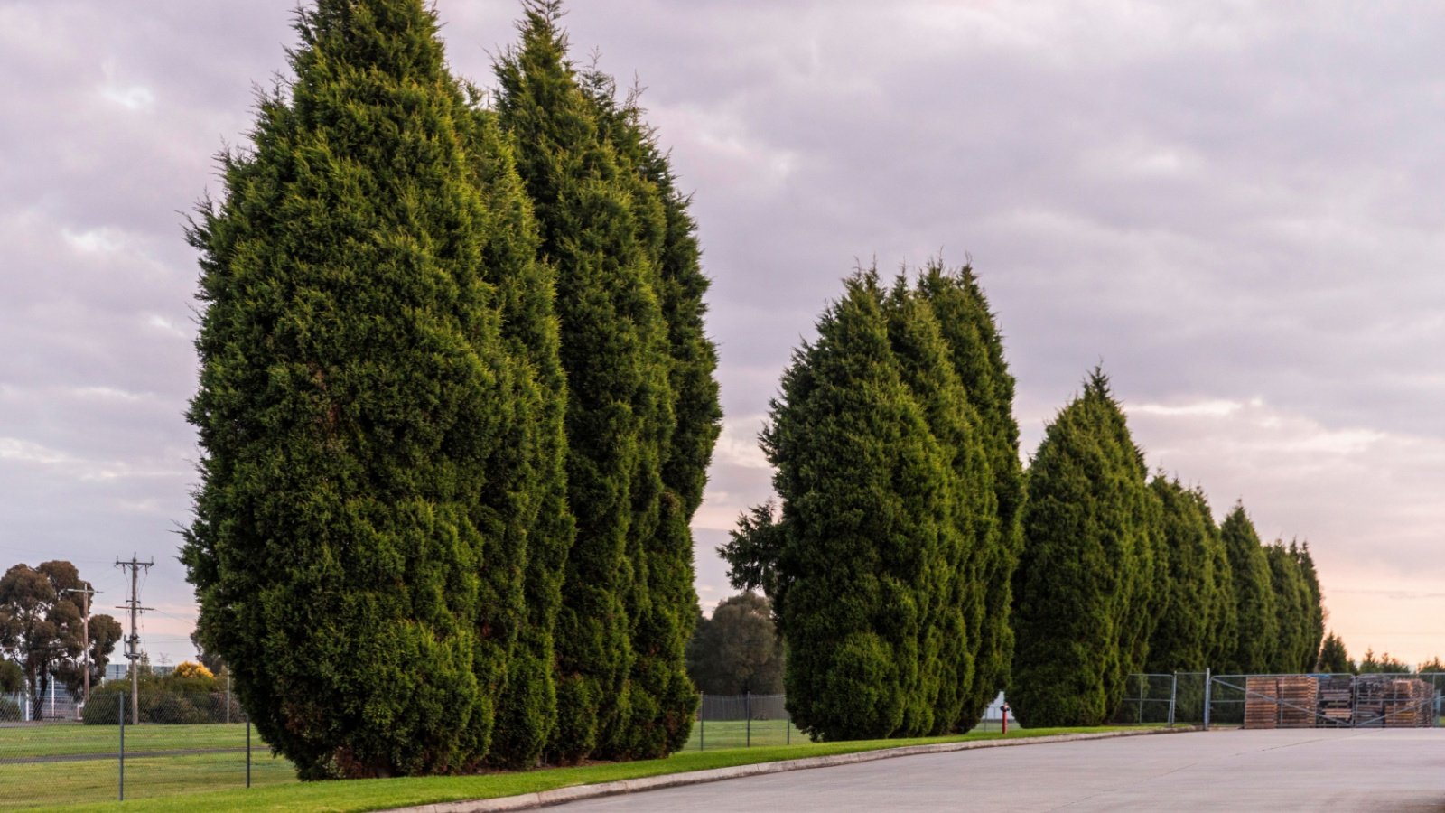 Leyland Cypress trees in a row hedgeline timallenphoto Shutterstock Leyland Cypress trees in a row hedgeline timallenphoto Shutterstock