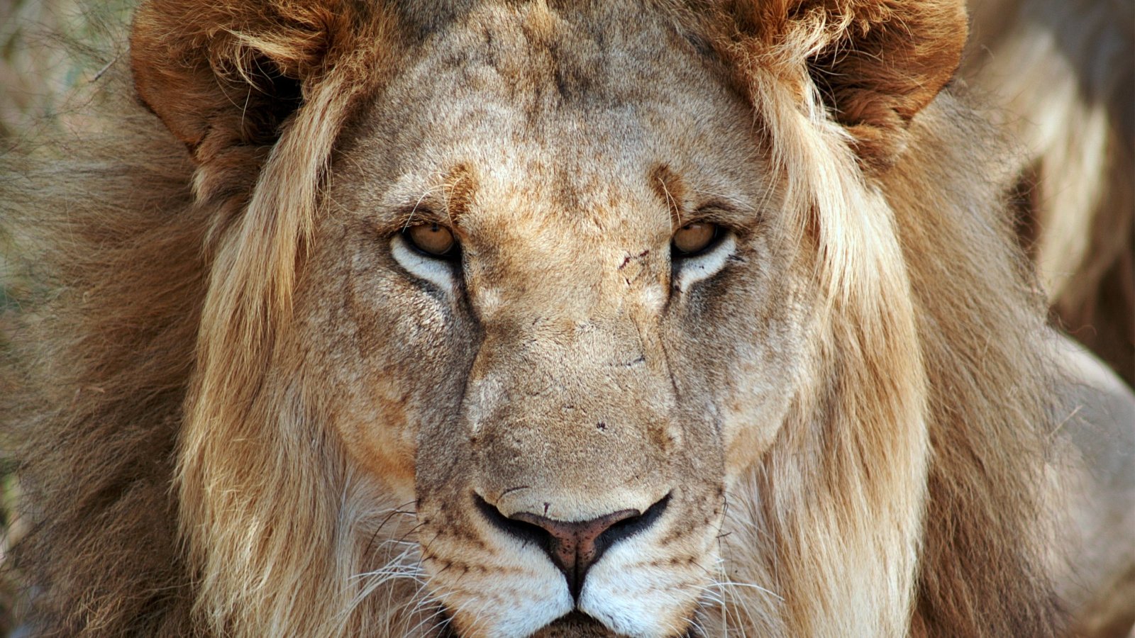 Lion Image Male King Scar Sean Horwood Shutterstock