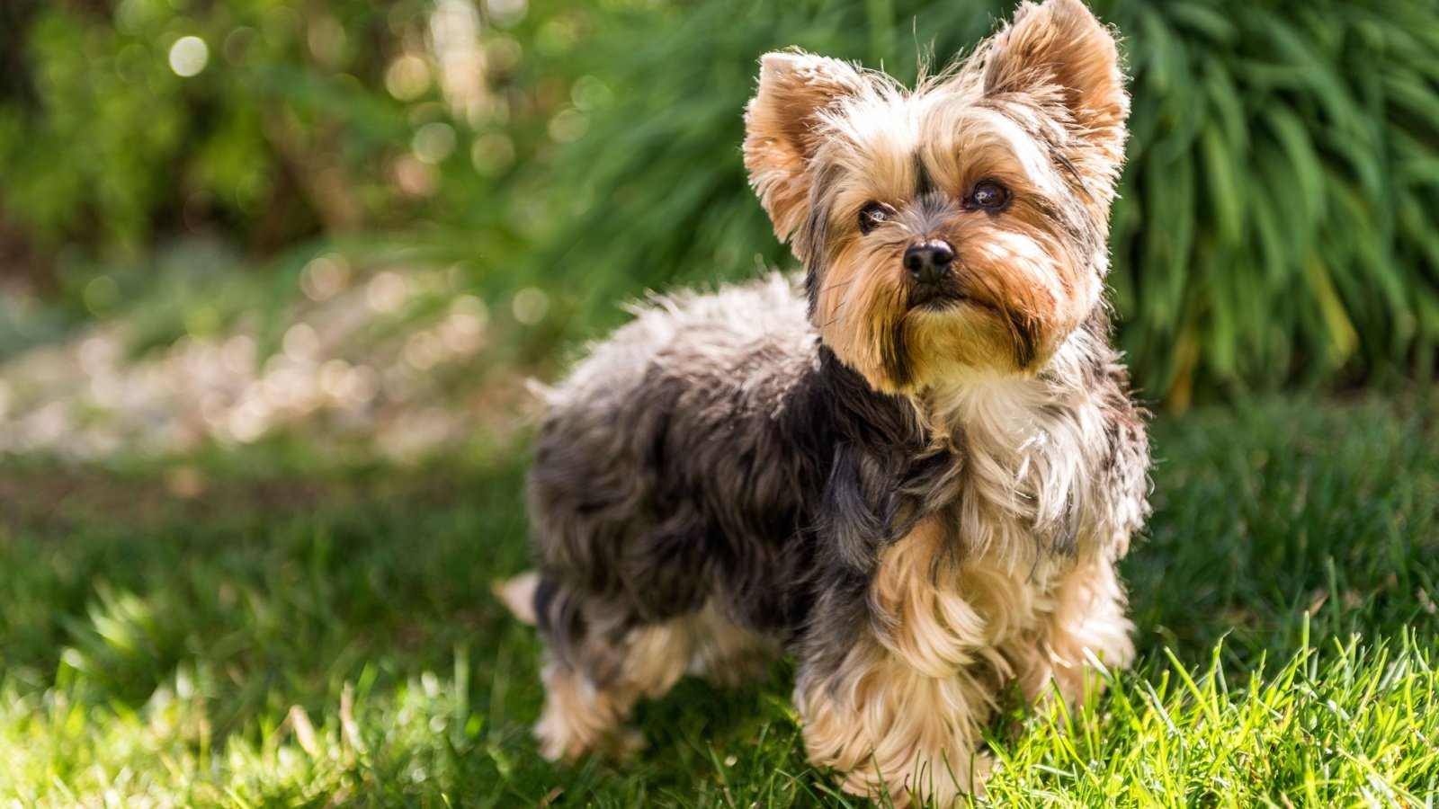 Little Yorkshire Terrier posing an grass. Yorkie Dog Steve Bruckmann Shutterstock