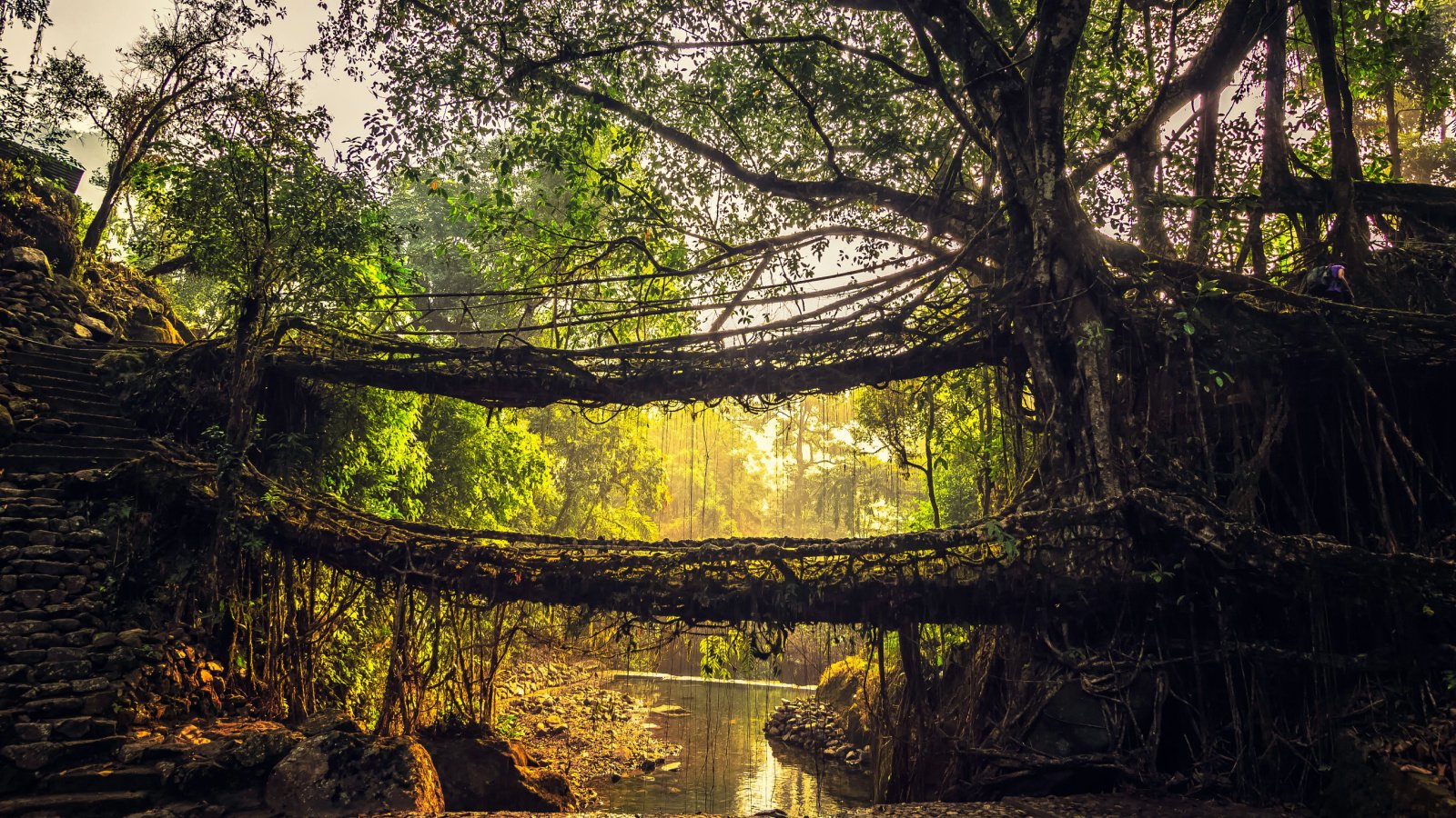 Living roots bridge Meghalaya, India Abhijeet Khedgikar Shutterstock