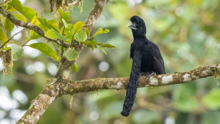 ‘Freaks of Nature’: 25 Most Bizarre and Unusual Animals on Earth