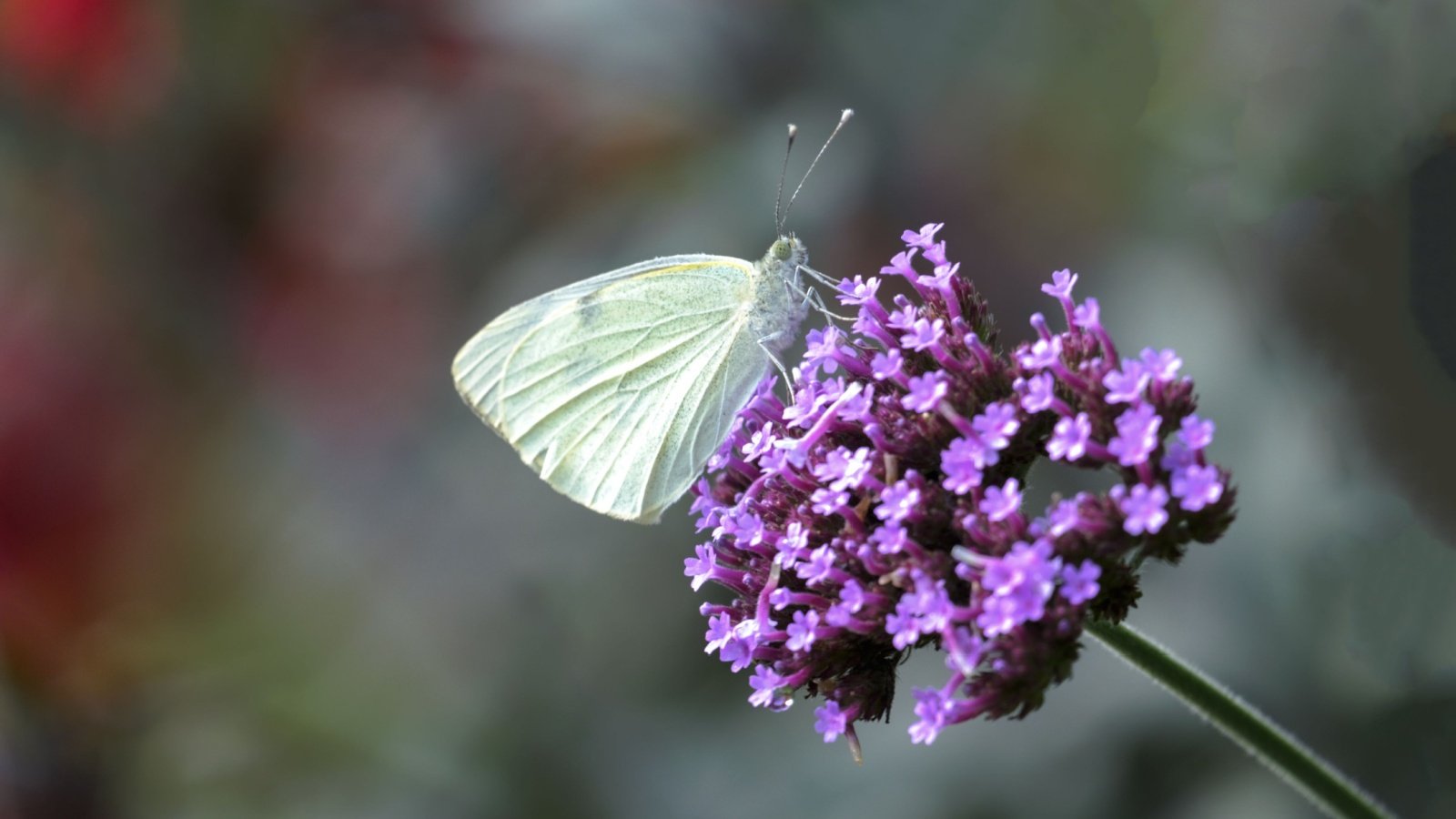 Madeiran large white butterfly Bildagentur Zoonar GmbH Shutterstock