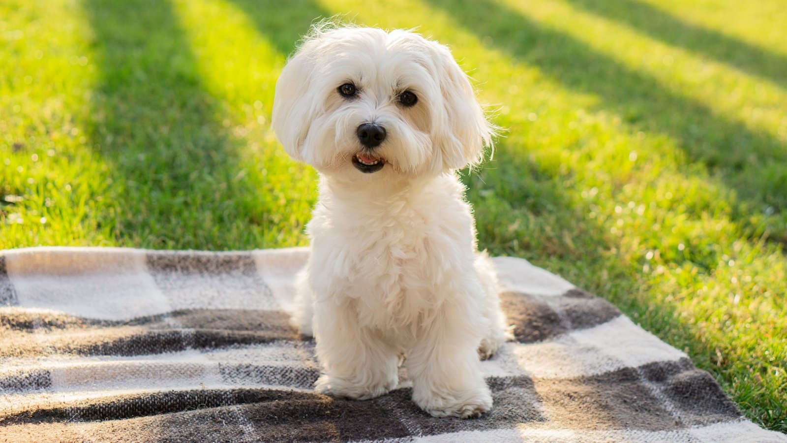 Maltese dog sits on a blanket Tanya Dol Shutterstock