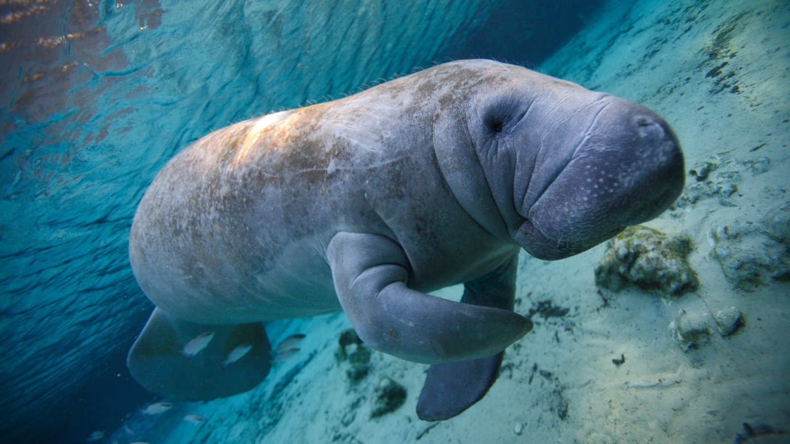 Manatee , Crystal River, Florida Thierry Eidenweil Shutterstock