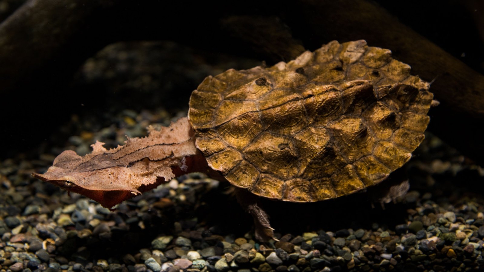 Mata Mata Turtle LEE EUI ZUN Shutterstock Mata Mata Turtle LEE EUI ZUN Shutterstock