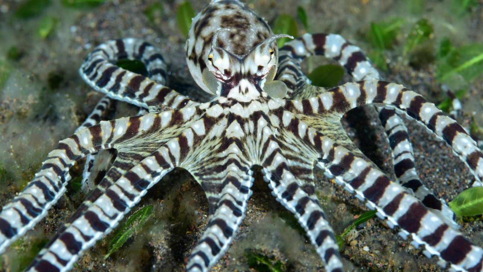 Mimic Octopus DiveIvanov Shutterstock