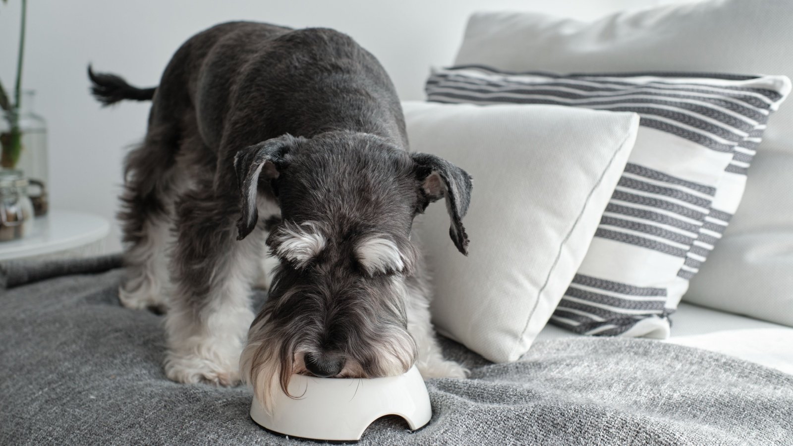 Miniature Schnauzer Dog Bowl ADDICTIVE STOCK Shutterstock