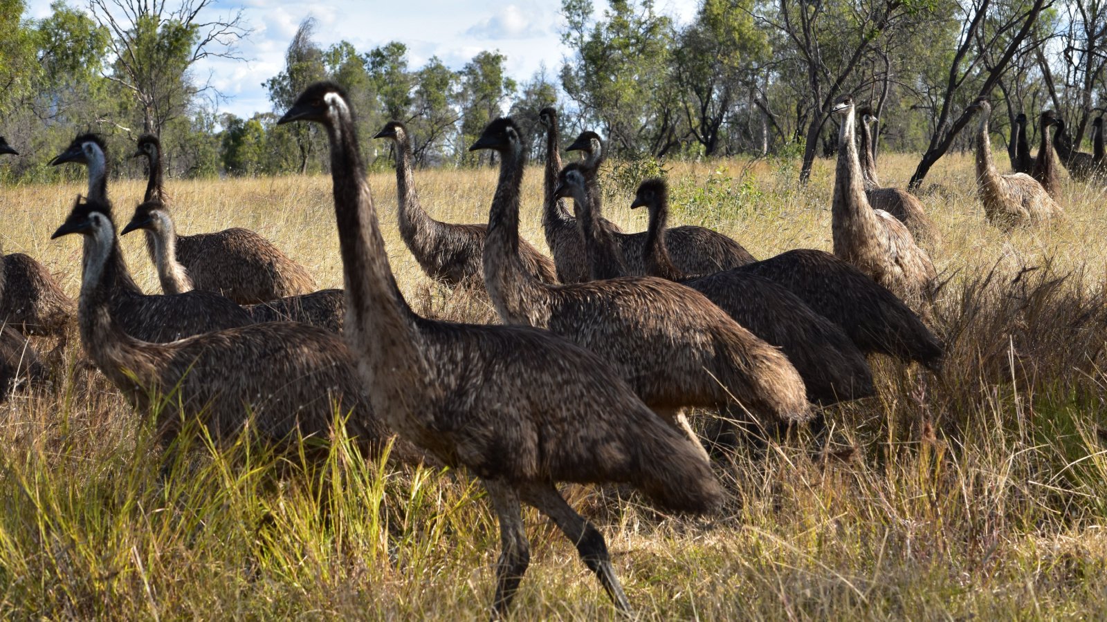 Mob of Emu Australia animals KLPocock Shutterstock