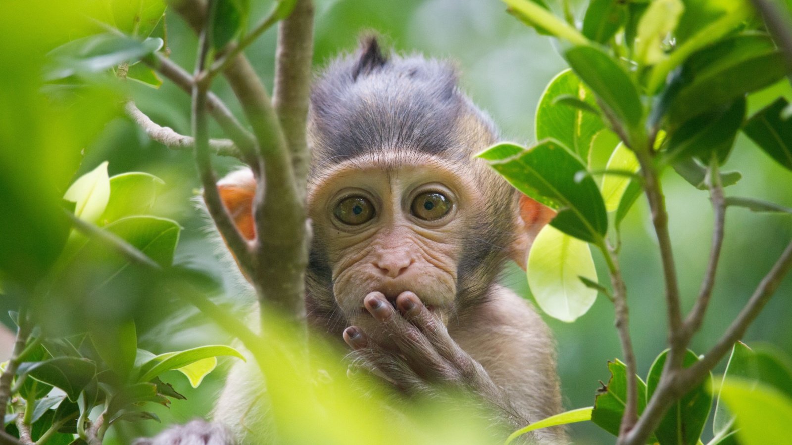 Monkey Forest of Thailand fontoknak Shutterstock