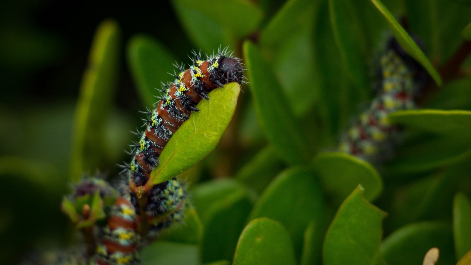 Mopane Moth caterpillar worm bug insect Francois Paul van Heerden Shutterstock