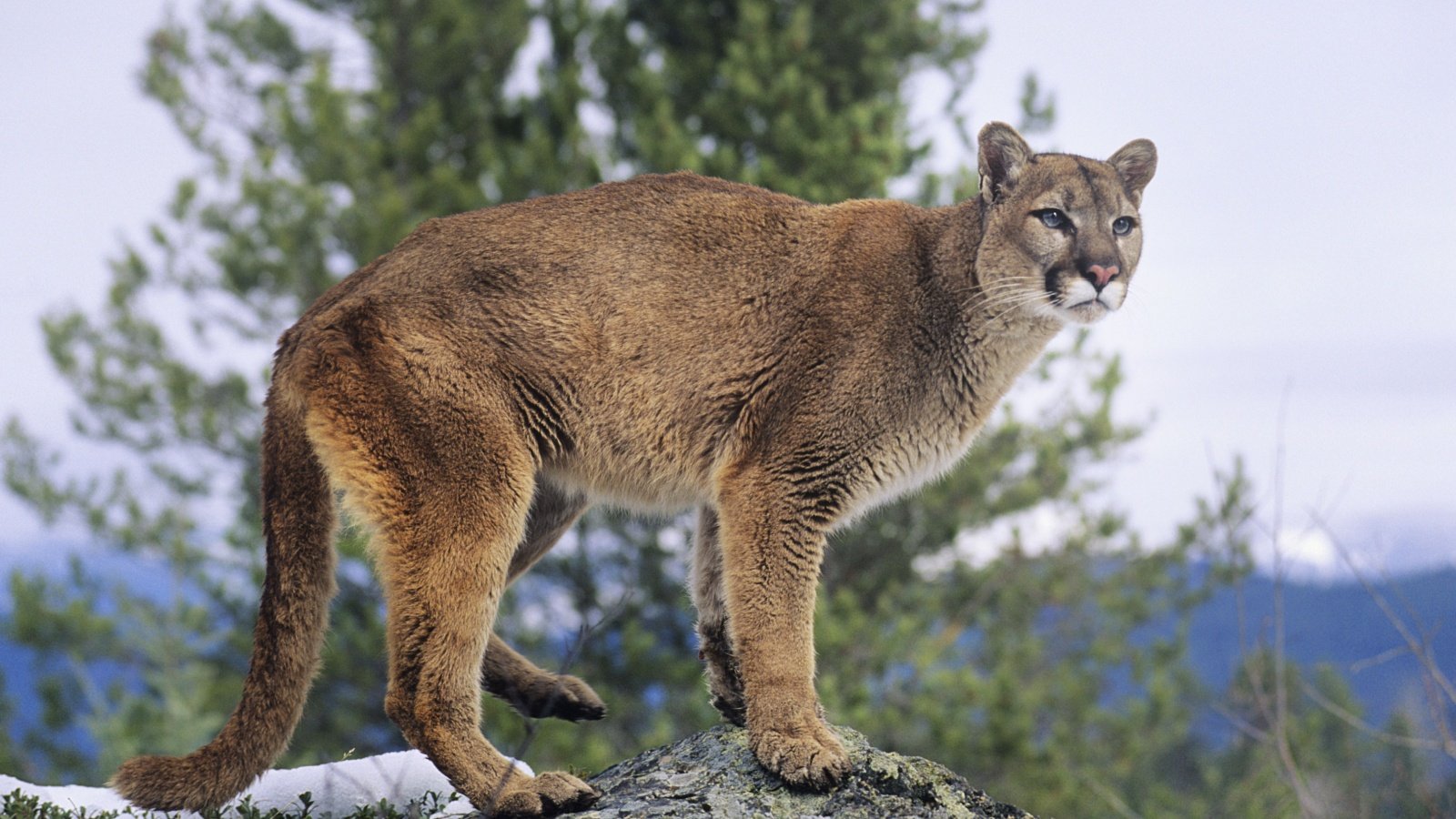 Mountain Lion sirtravelalot Shutterstock