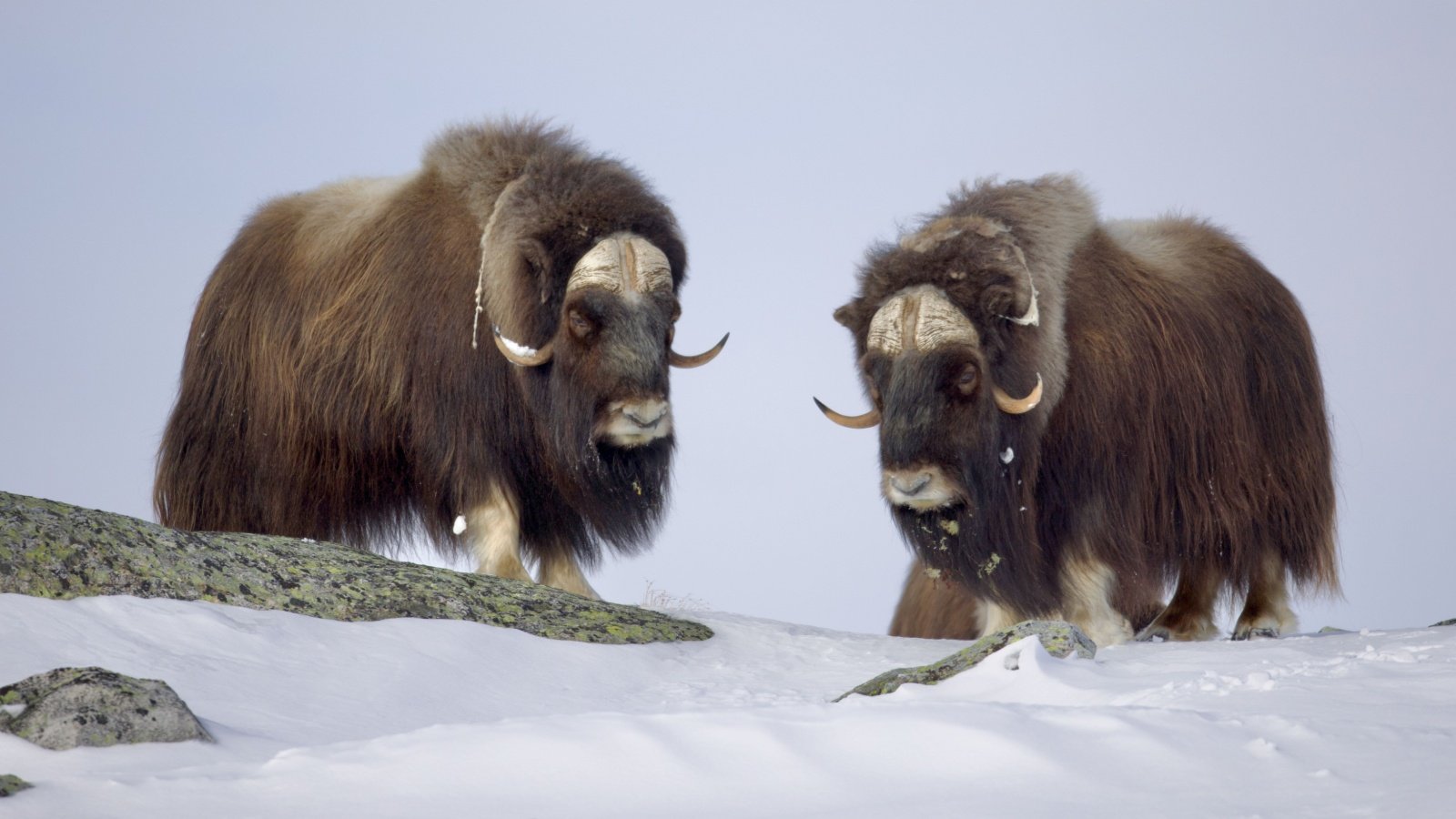 Muskox on Dovrefjell National park arctic tundra animals Frade Silva Shutterstock