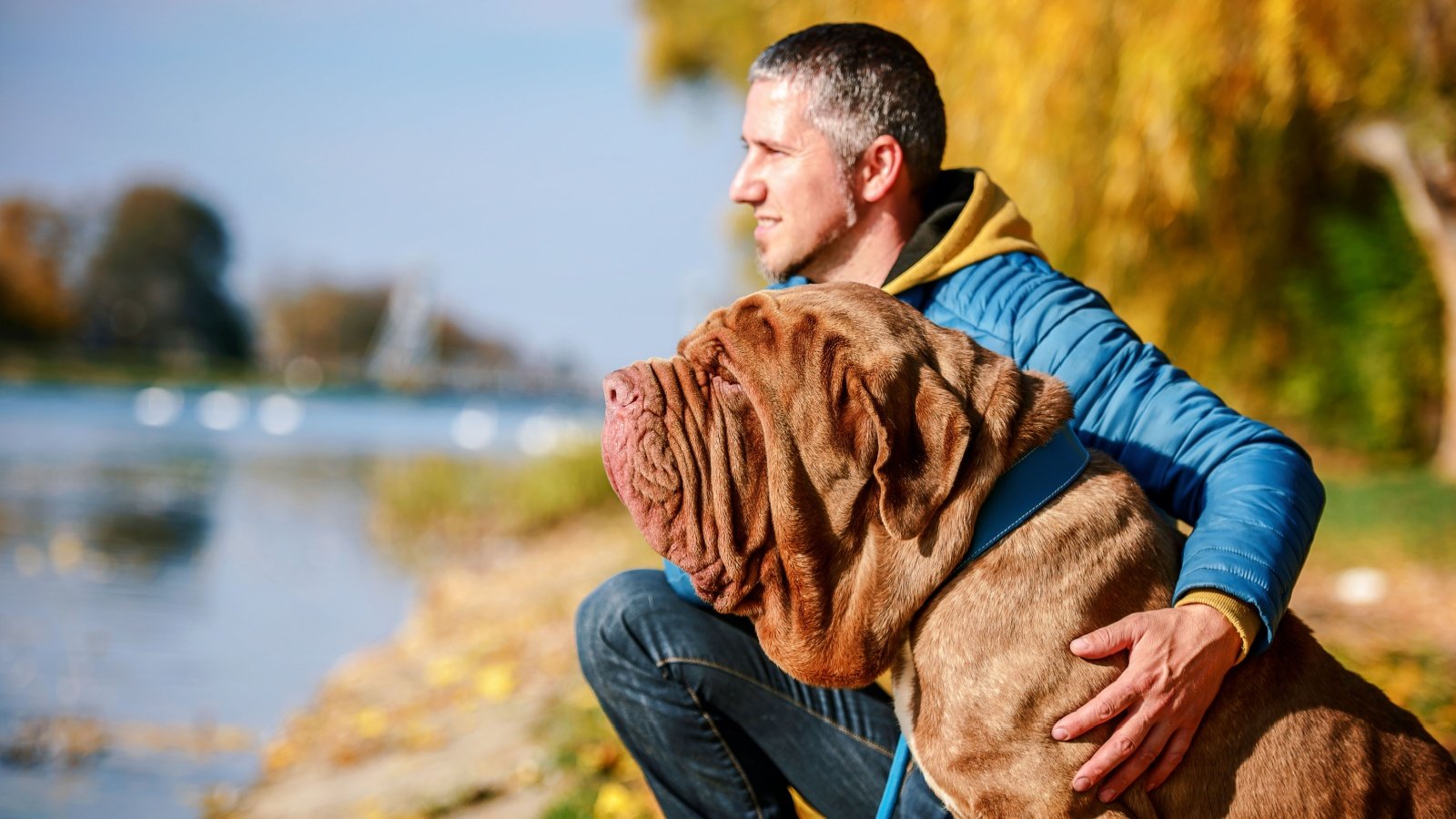 Neapolitan mastiff with male owner outdoors Bobex 73 Shutterstock