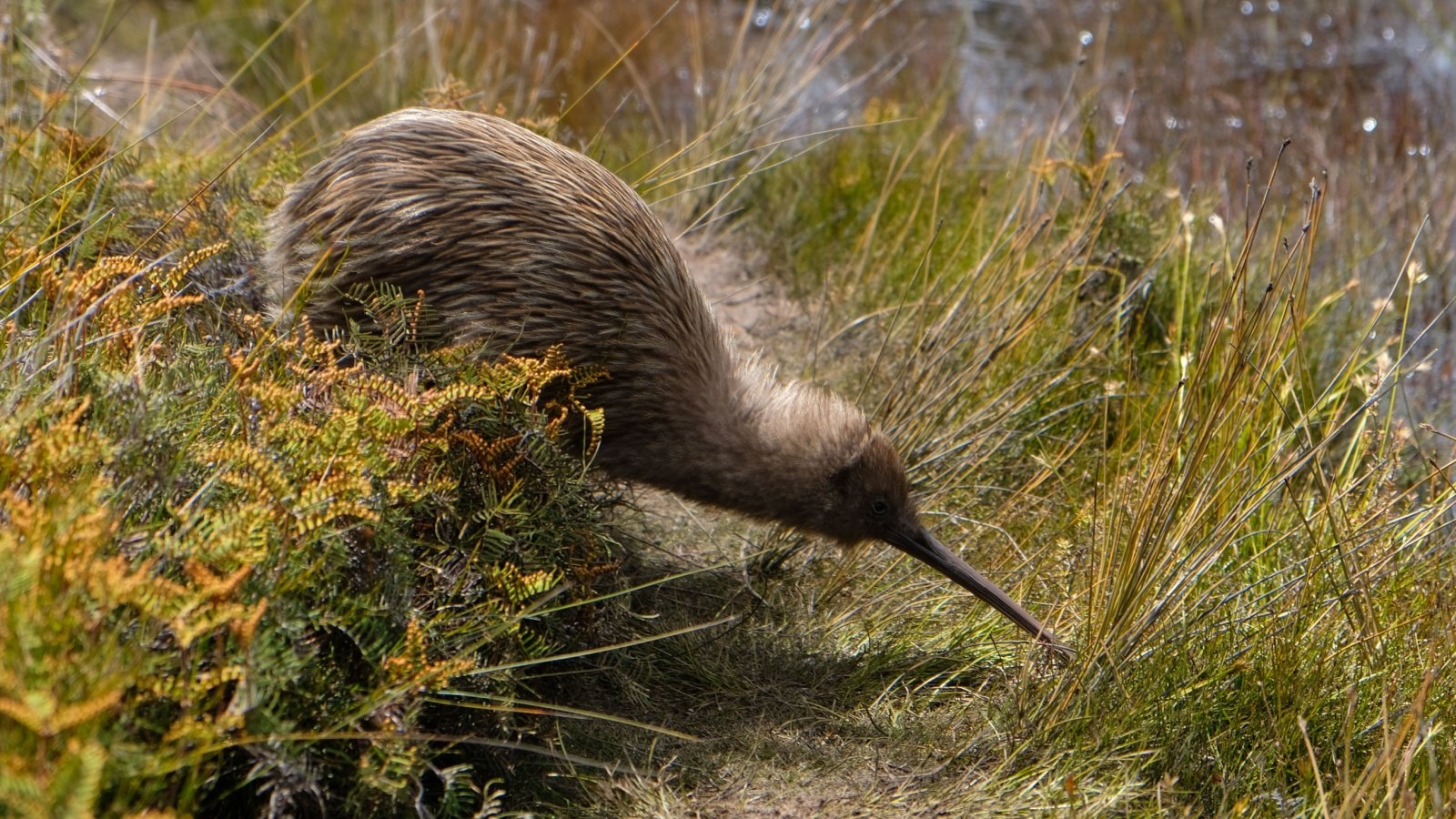 New Zealand Kiwi Bird Vee Snijders Shutterstock New Zealand Kiwi Bird Vee Snijders Shutterstock