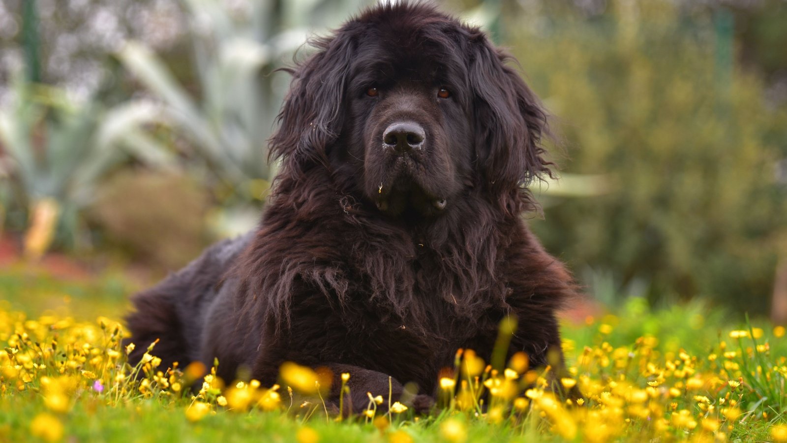 Newfoundland dog Pandas Shutterstock