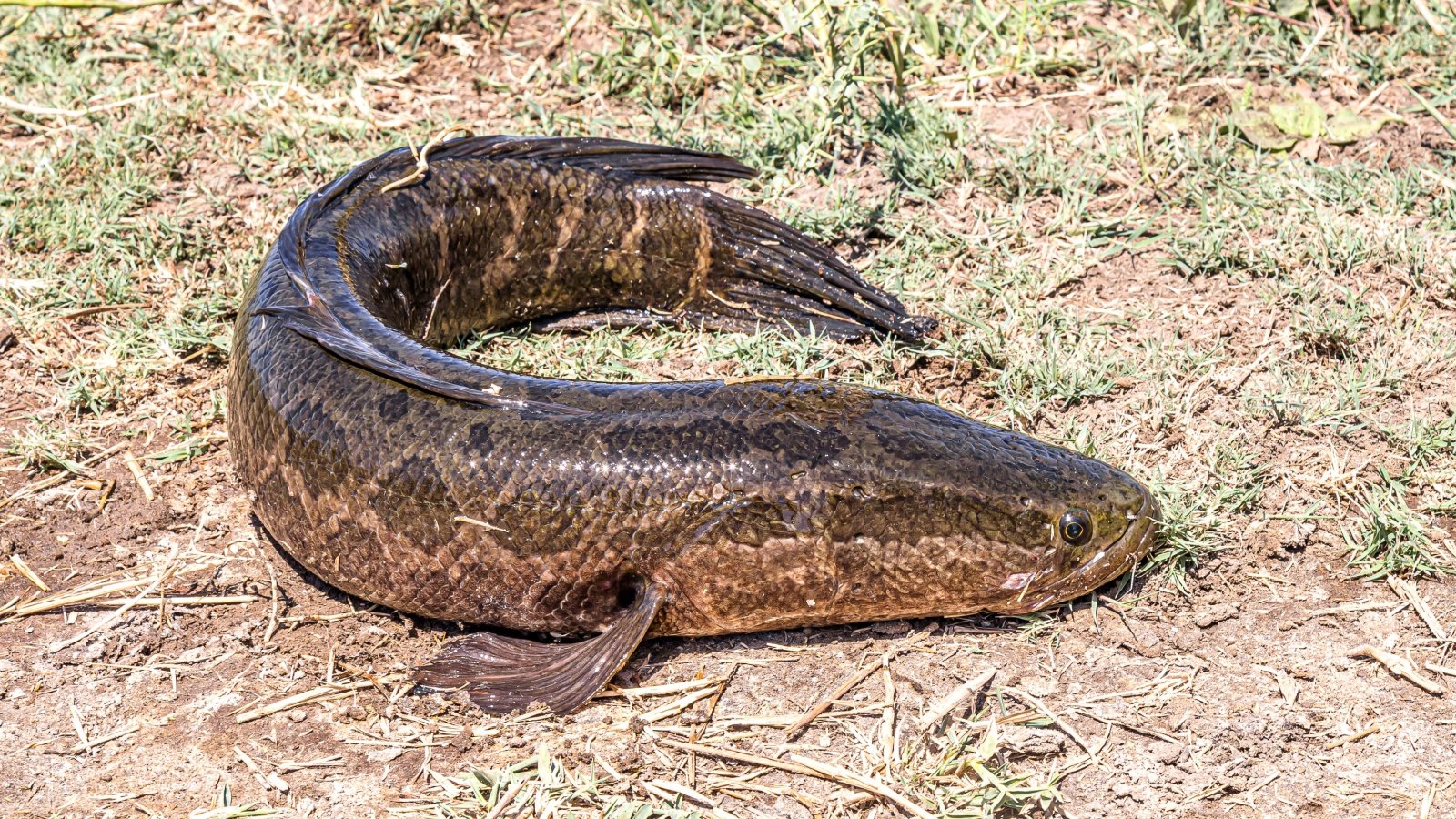 Northern Snakehead fish Vladimir Konstantinov Shutterstock