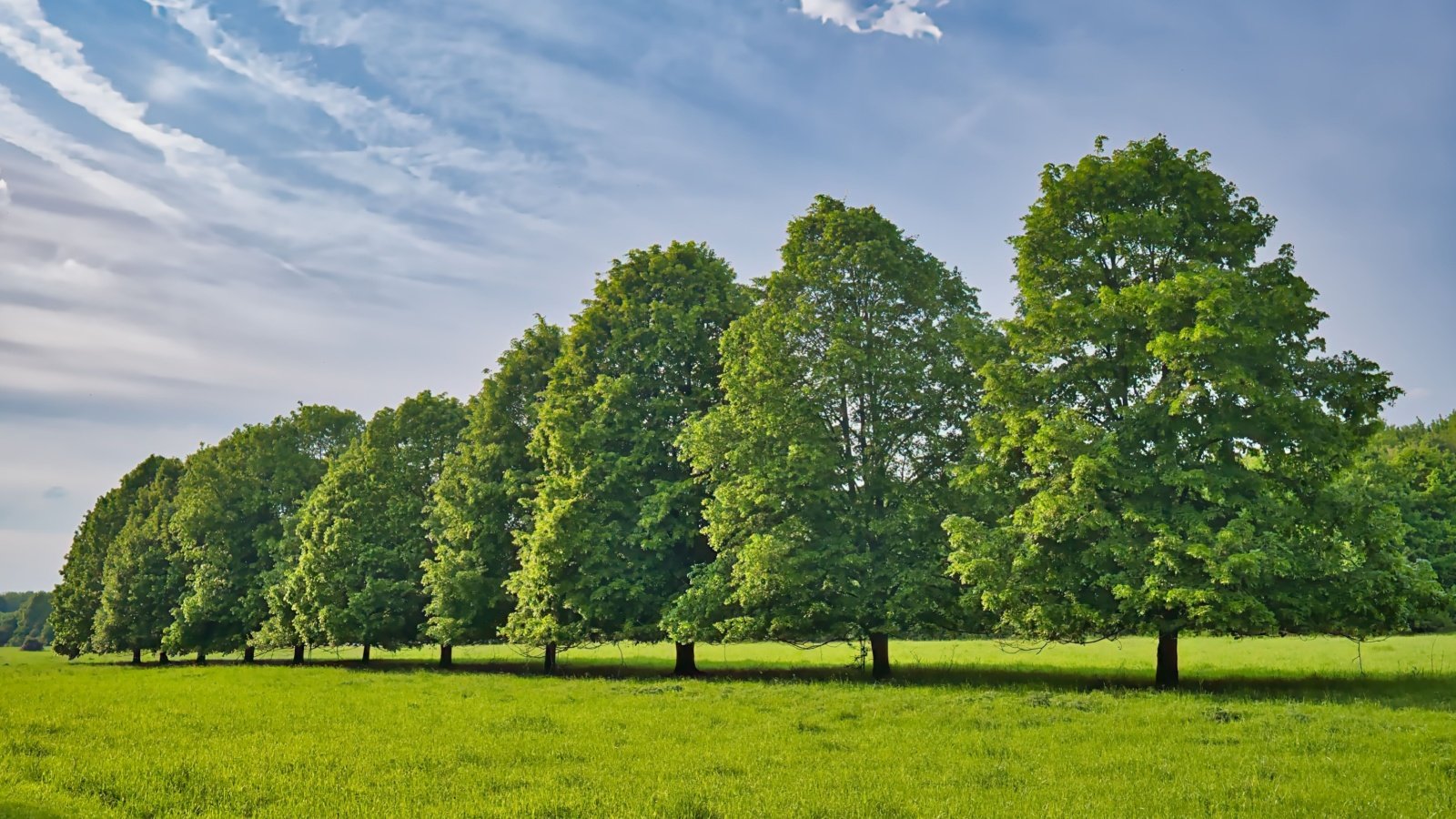 Norway maple trees on green meadow field V Vanacore Shutterstock