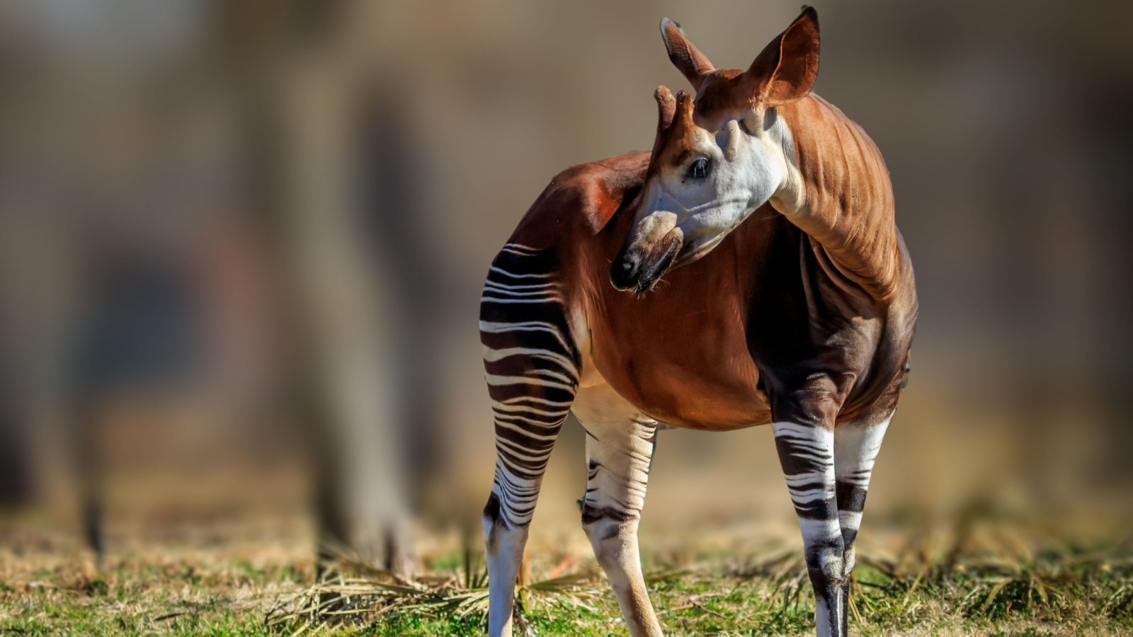 Okapi Richard G Smith Shutterstock