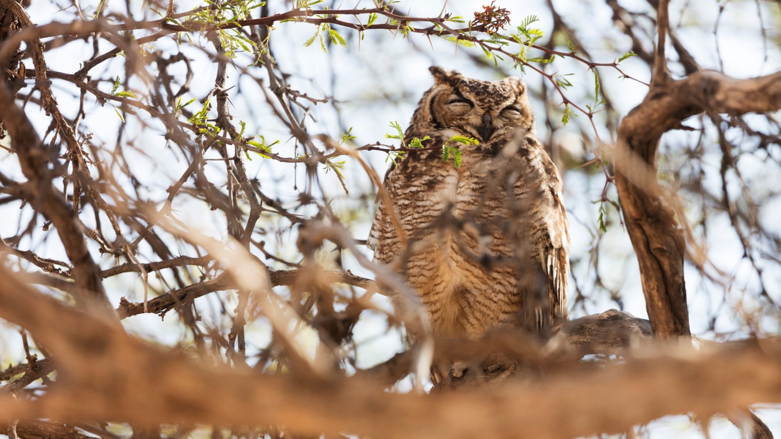 Owl Animal Bird Robert Harding Video Shutterstock