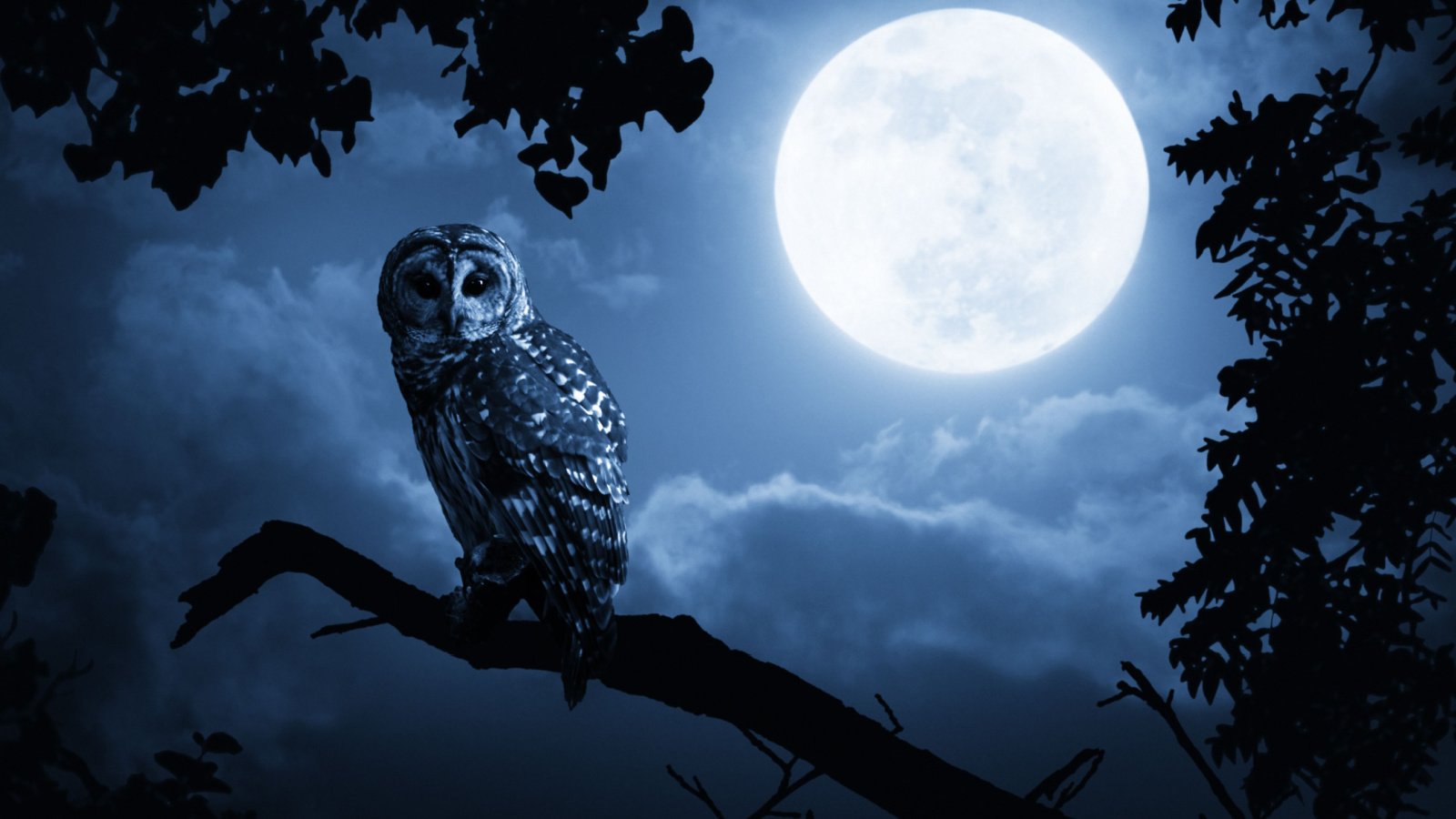 Owl Moon Animal Bird Ricardo Reitmeyer Shutterstock