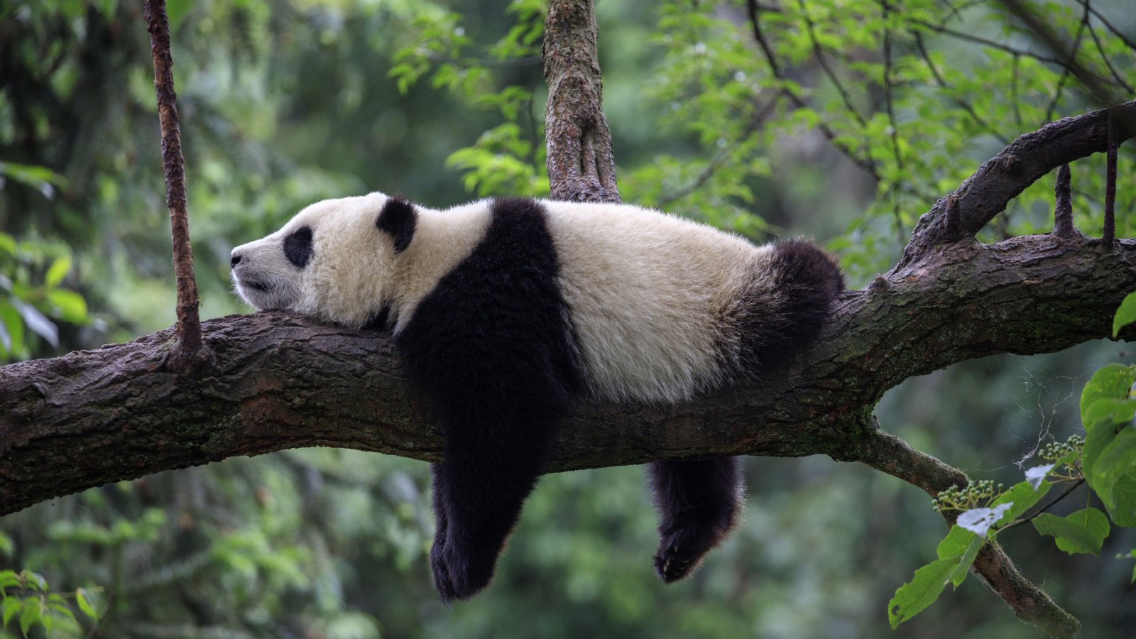 Panda sleeping china zoo animal endangered clkraus Shutterstock