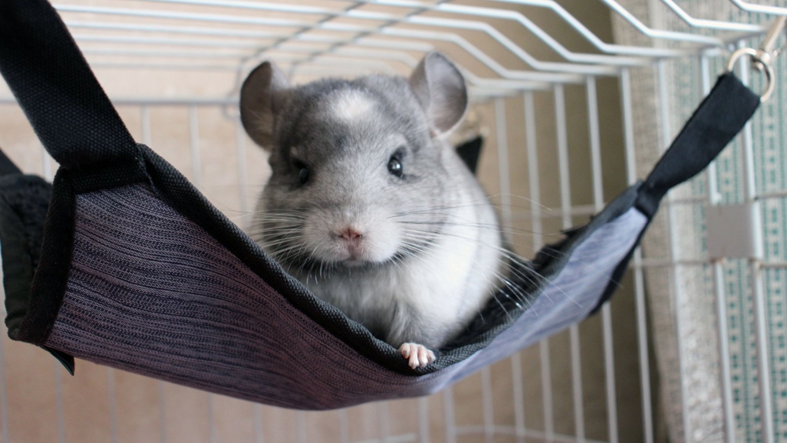 Pedigree gray chinchilla in cage okliii photo Shutterstock