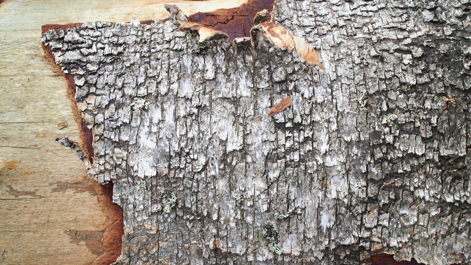 Peeling tree bark log allstars Shutterstock Peeling tree bark log allstars Shutterstock