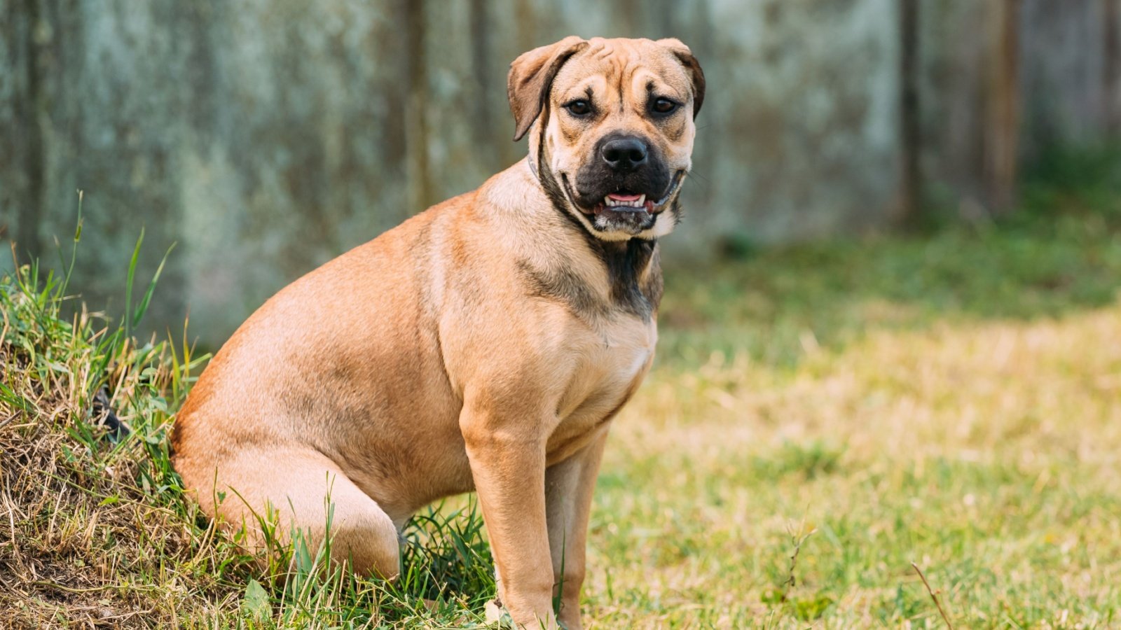 Perro de Presa Mallorquin dog George Trumpeter Shutterstock