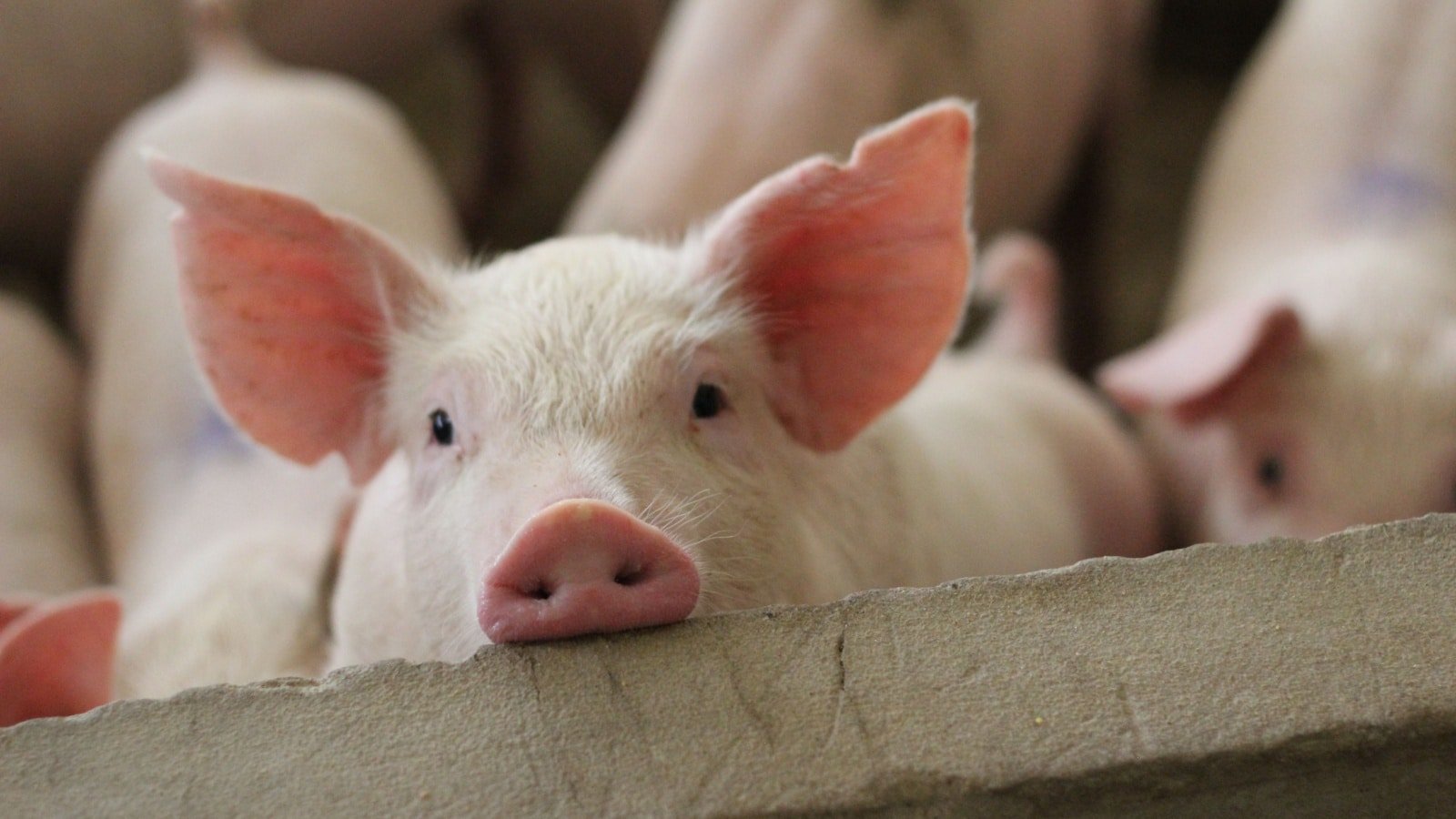 Pig farm animal piglet pigs CHIRATH PHOTO Shutterstock