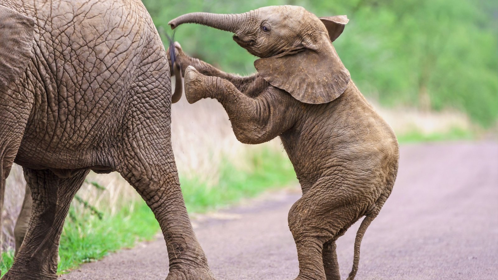 Pilanesberg National Park South Africa Elephant Calf Wirestock Creators Shutterstock