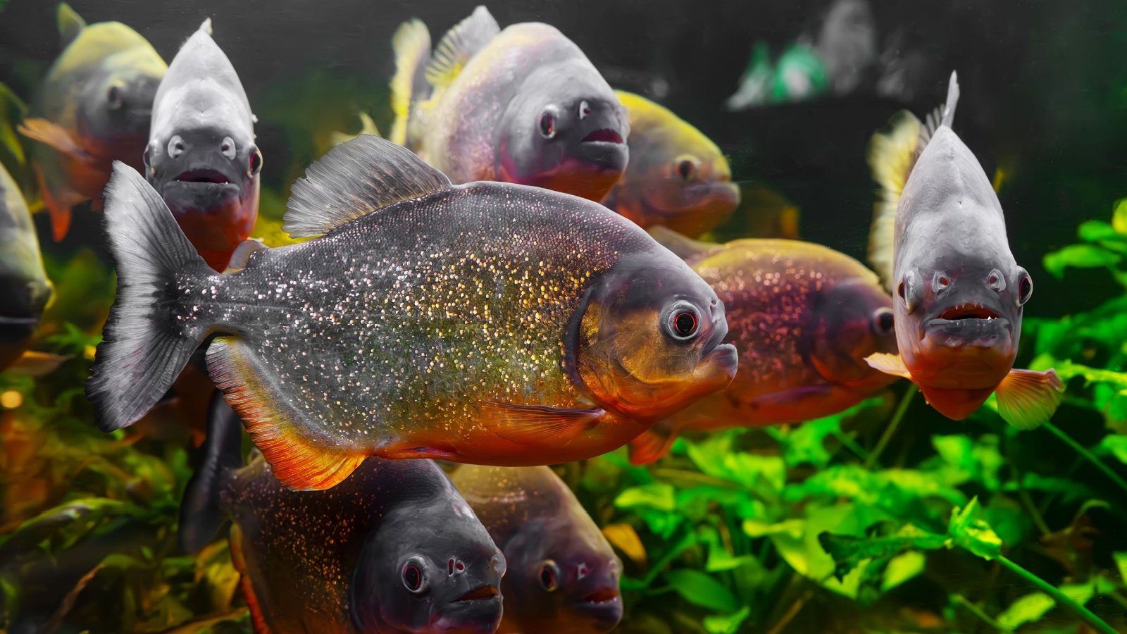 Piranhas aquarium fish Katerina Maksymenko Shutterstock