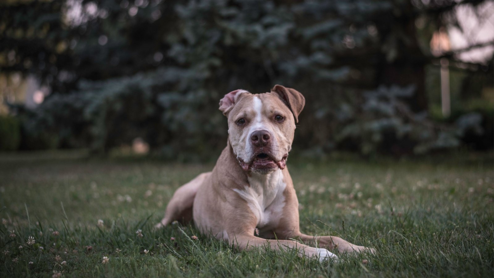 Pit Bull Terrier dog agiesha Shutterstock