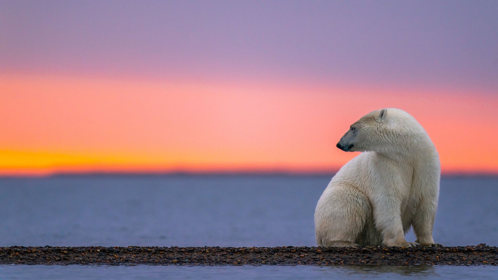 Polar Bear No Ice Winter Global Warming Climate Change Animals Nature Morpheus Szeto Shutterstock