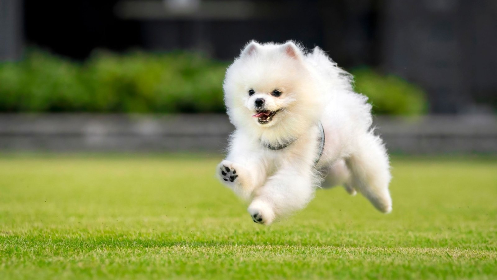 Pomeranian Dog Pet Tam and Trace Photography Shutterstock