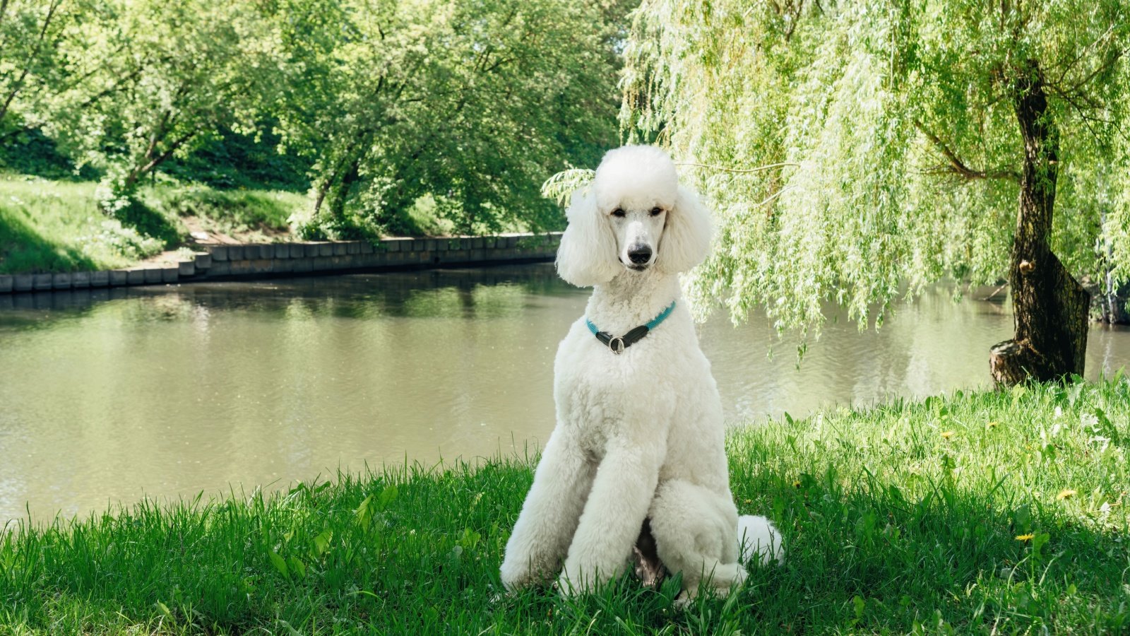 Poodle Dog nieriss Shutterstock