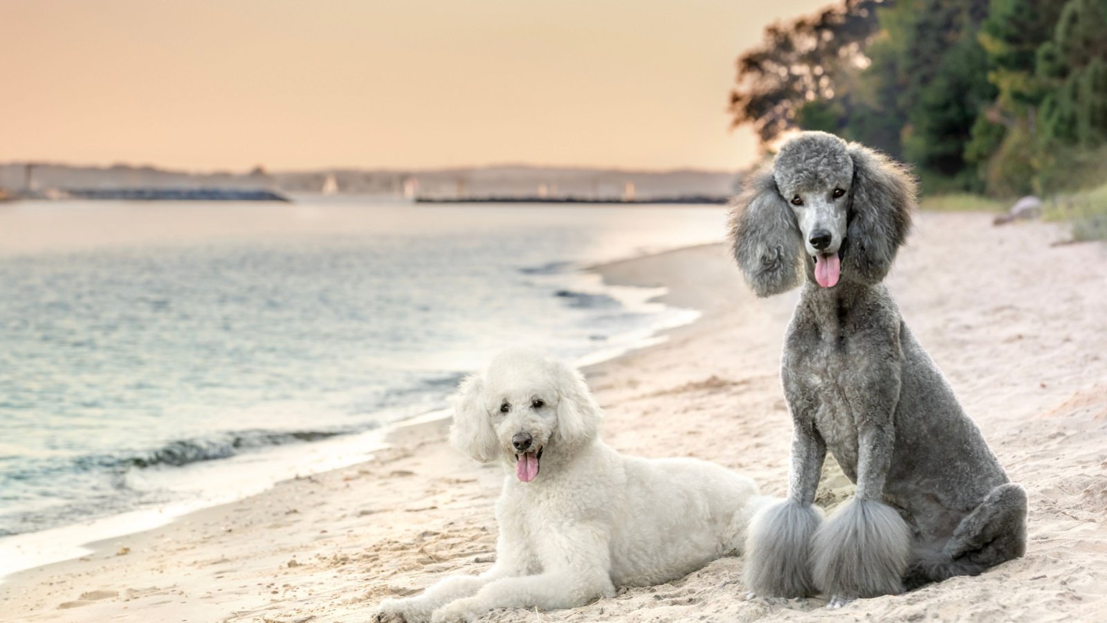 Poodle Dogs on the Beach Danielle W Press Shutterstock