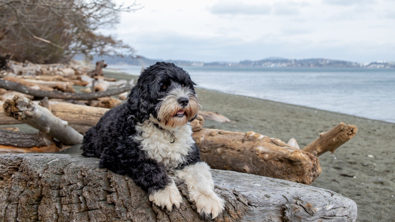 Portuguese Water dog at Royal Beach in Colwood, British Columbia Vancouver Canada Lynda McFaul Shutterstock