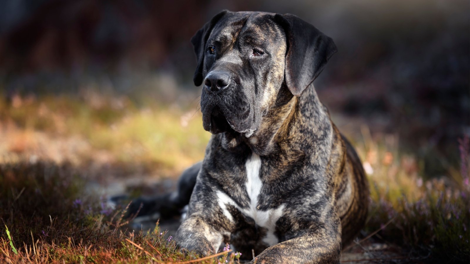 Presa Canario dog TamaraLSanchez Shutterstock