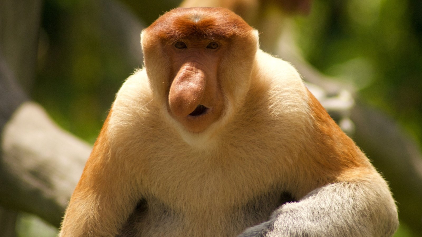 Proboscis monkey tpmogs Shutterstock Proboscis monkey tpmogs Shutterstock