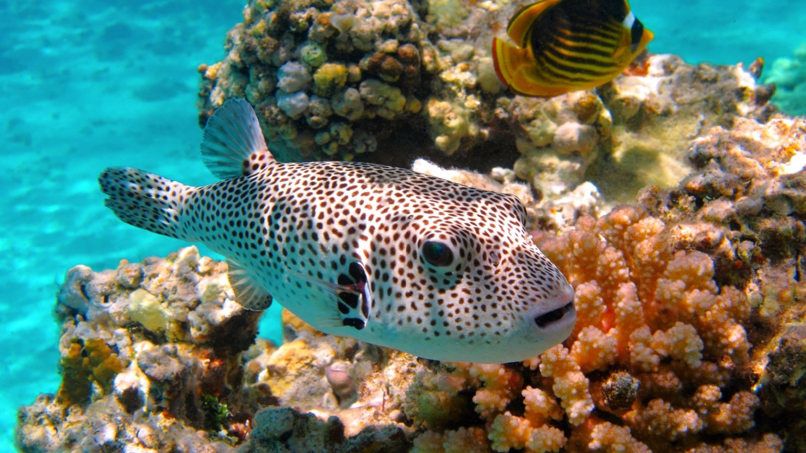 Pufferfish (Stellate puffer, Arothron stellatus) and vivid coral reef ocean blue sea.cz Shutterstock