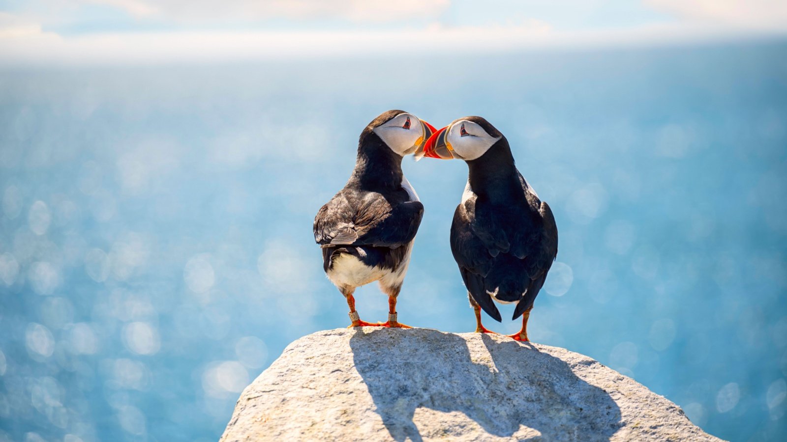 Puffins Mated Pair Ann Stryzhekin Shutterstock Puffins Mated Pair Ann Stryzhekin Shutterstock